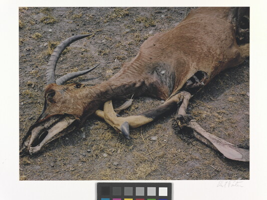 A color photograph of a dead antelope with partially exposed bones.