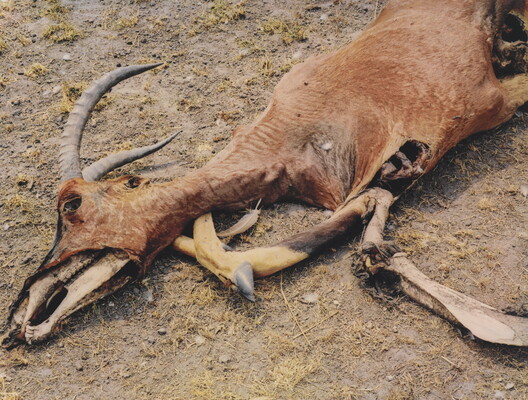 A color photograph of a dead antelope with partially exposed bones.