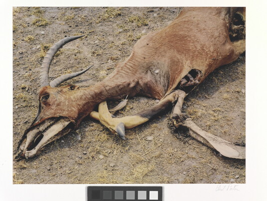 A color photograph of a dead antelope with partially exposed bones.