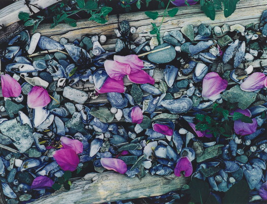 A color photograph of pink flower petals scattered among gray and white beach pebbles, mussel shells, seashells, and driftwood.