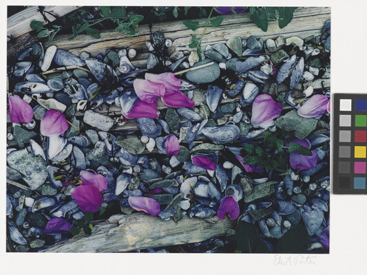 A color photograph of pink flower petals scattered among gray and white beach pebbles, mussel shells, seashells, and driftwood.