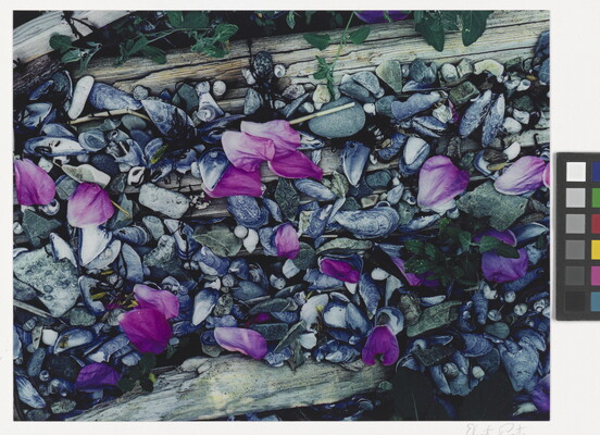 A color photograph of pink flower petals scattered among gray and white beach pebbles, mussel shells, seashells, and driftwood.