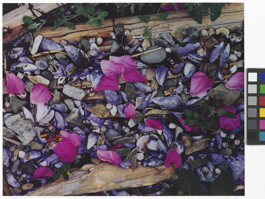 A color photograph of pink flower petals scattered among gray and white beach pebbles, mussel shells, seashells, and driftwood.