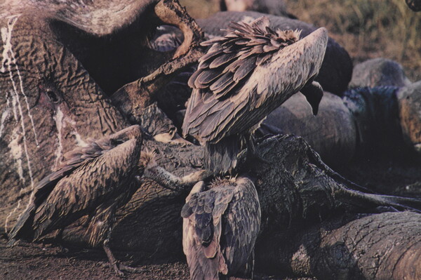 A color photograph of a group of vultures feeding on an elephant.