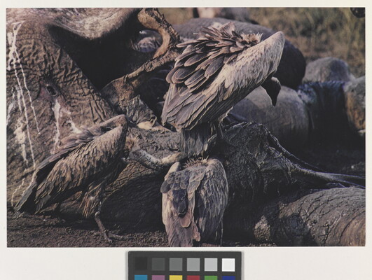 A color photograph of a group of vultures feeding on an elephant.