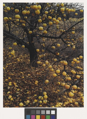 A color photograph of a leafless apple tree with yellow apples hanging from the limbs and scattered all over the ground.