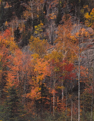 A color photograph of trees with bright yellow, orange, and red foliage against a cliff wall.