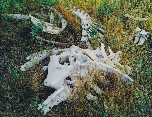 A color photograph of various cow bones laying in tall grass.