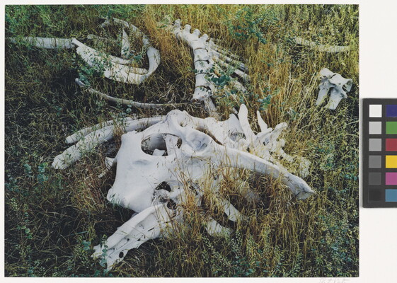 A color photograph of various cow bones laying in tall grass.