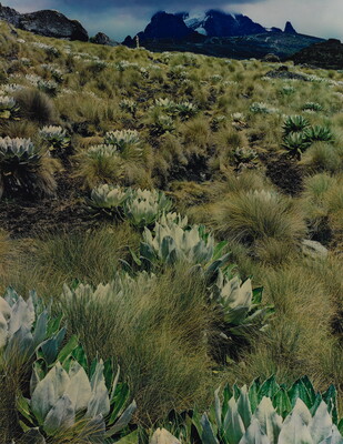 A color photograph of a hillside of rounded, artichoke-like plants intermixed with grasses, mountains in the distance.
