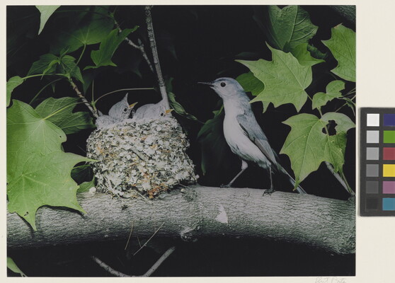 A color photograph of a bird perched next to a nest resting on a tree branch as three chicks reach up, mouths open, for food.