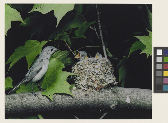 A color photograph of a bird perched next to a nest resting on a tree branch as three chicks reach up, mouths open, for food.