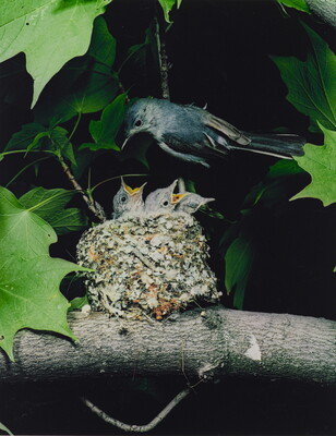 A color photograph of a bird perched above a nest resting on a tree branch as three chicks reach up, mouths open, for food.