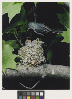 A color photograph of a bird perched above a nest resting on a tree branch as three chicks reach up, mouths open, for food.