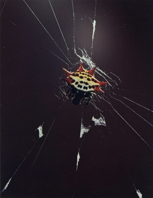 A color photograph of a black-and-white spider with red spikes on its abdomen crawling on a web.