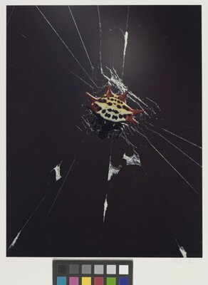 A color photograph of a black-and-white spider with red spikes on its abdomen crawling on a web.