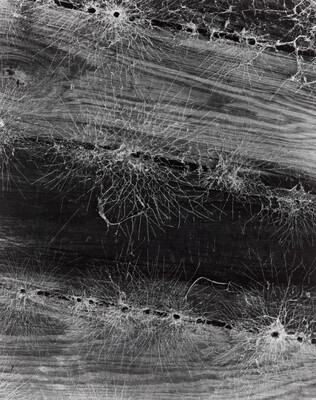 A black-and-white photograph of lots of spider webs on knotty wood beams.