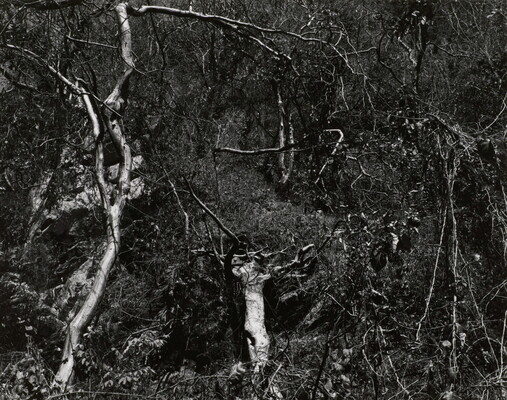 A black-and-white photograph of a heavily wooded area with intertwining vines and tree branches.