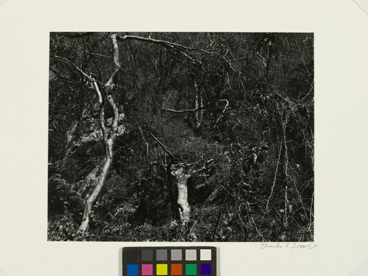 A black-and-white photograph of a heavily wooded area with intertwining vines and tree branches.