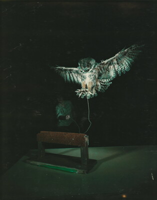 A color photograph of an owl, wings outstretched, landing with talons out on a perch; the owl is tethered to a barely visible person in the background.