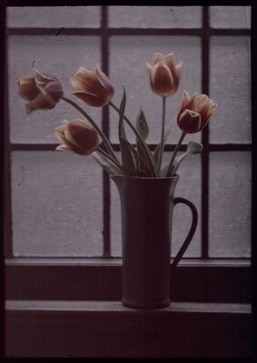 A color image of orange tulips in a vase sitting on a windowsill.