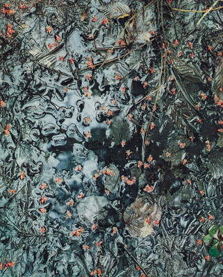 A color photograph of small red flower buds, leaves, and stems in a dark pool of water that reflects the light.