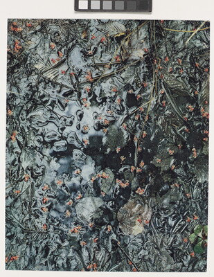 A color photograph of small red flower buds, leaves, and stems in a dark pool of water that reflects the light.