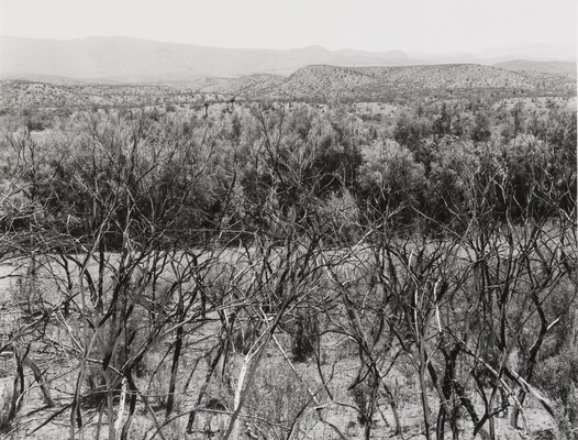 A black-and-white photograph of burnt trees in the foreground; a river and more trees in the background.