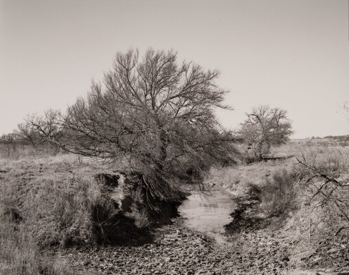 A black-and-white photograph of bare trees and dry grass at the edge of what looks like a mostly dry streambed.