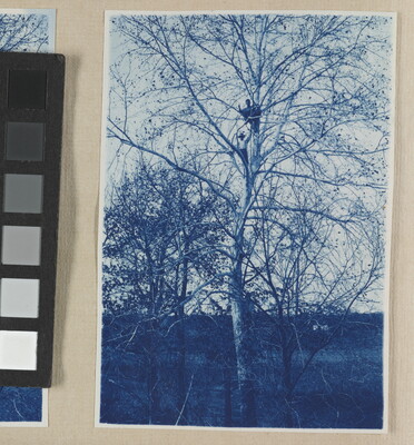 A black-and-white photograph of two men standing high up in the branches of a large, leafless tree.