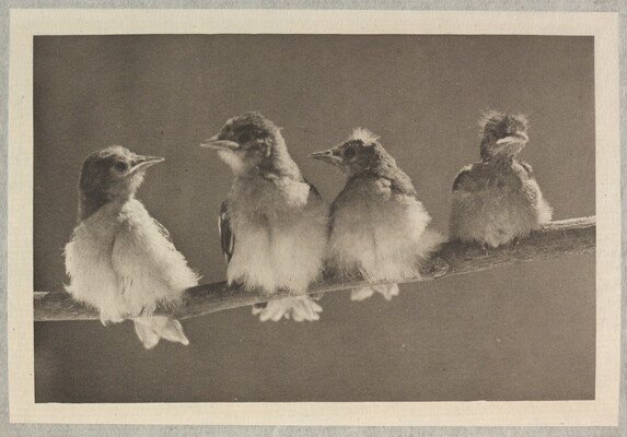 A black-and-white photograph of four baby birds covered in down sitting on a branch, one sits slightly apart from the other three.