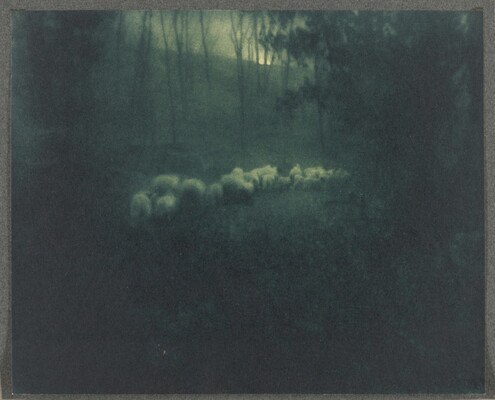 A black-and-white photograph of a flock of sheep walking through a moonlit wood.