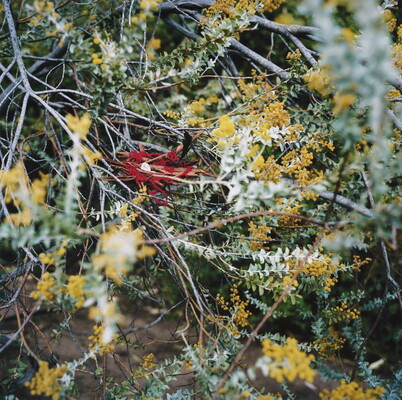 A color photograph of red yarn wrapped around sticks laying in the branches of a tree, like a nest.