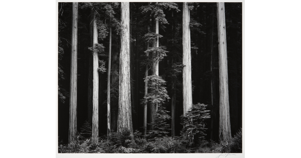 A black-and-white photograph of tall tree trunks against a dark forest.