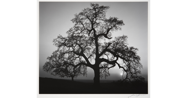 A black-and-white photograph of an oak tree in silhouette.