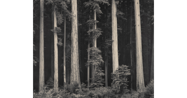 A black-and-white photograph of tall tree trunks against a dark forest.