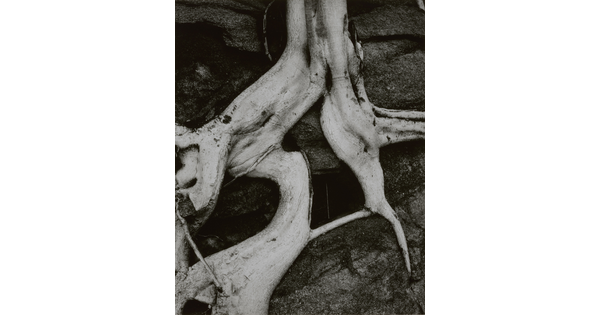 A black-and-white close-up photograph of twisted white tree roots growing out of dark soil.