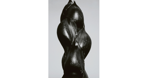 A close-up black-and-white photograph of the dark stem and buds of a plant.