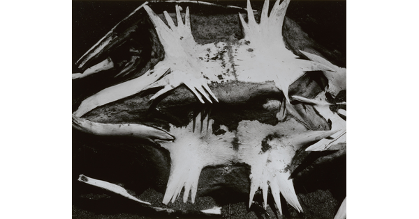 A black-and-white photograph of a turtle skeleton from the underside.