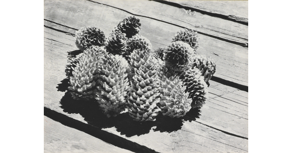A black-and-white photograph of a group of pine cones on wood planks.