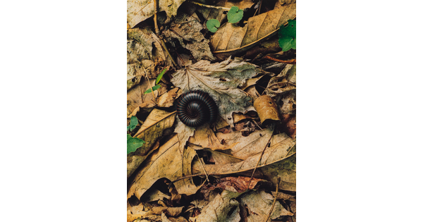 A color photograph of a black millipede curled up on a bed of dry leaves.
