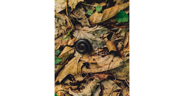 A color photograph of a black millipede curled up on a bed of dry leaves.