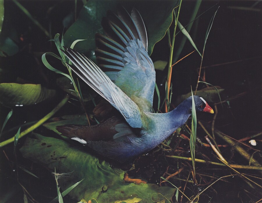 Eliot Porter (1901–1990), Purple Gallinule, Everglades National Park, Florida, March 2, 1954