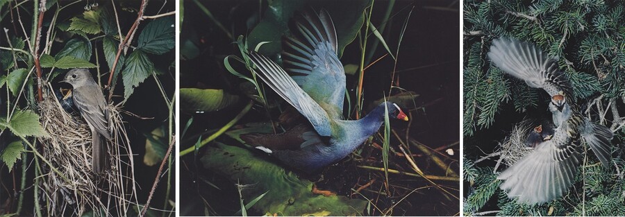 3 photos of birds