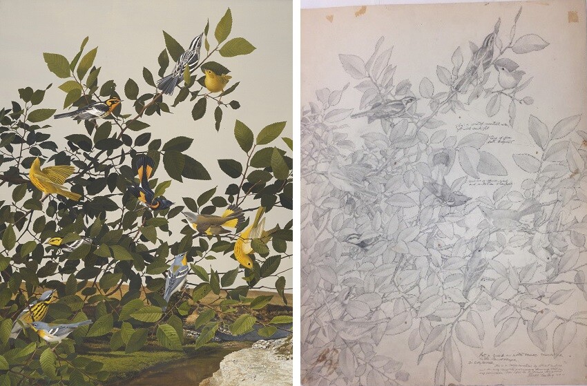A collage of two images (L-R): Painting of multiple yellow birds in green leafy branches; black and white sketch of the same painting