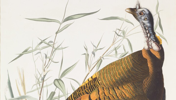 John James Audubon illustration of a wild turkey