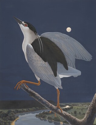 Black-crowned Night Heron, 1983