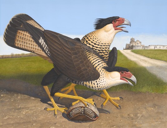 Crested Caracara, 1984