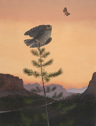Flammulated Owl, 1983