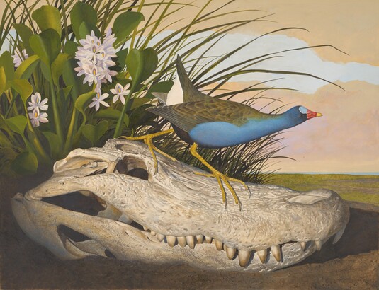 Purple Gallinule, 1982–1985